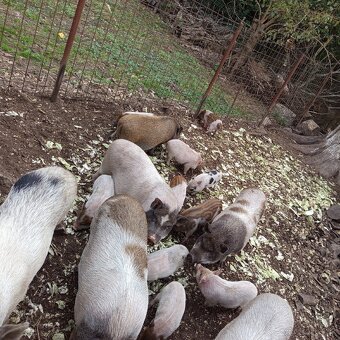 Vietnamské prasiatka 2 - 10