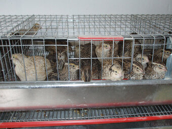 Prepeličie vajíčka - 10