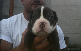 American bully - ch.s. Family Muscle Bullies - 10