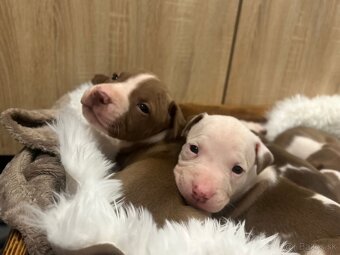 Americky pitbull terier - 10