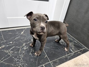 Americki staffordshire teriéra - Blue - 10