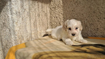 Maltipoo - 10