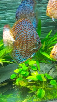 Discus - 10