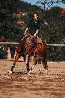 Quarter horse žrebček - double register - 10
