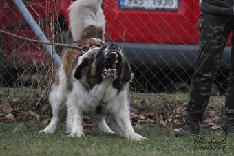 Moskovský strážny pes PP FCI - 10