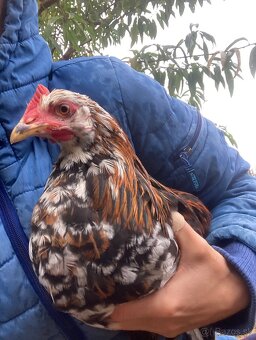 Predam mlade kohutiky cream legbar a svedska kvetina - 10