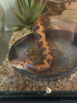 Piesocnik pestry aj s terariom /Eryx Colubrinus/ - 10