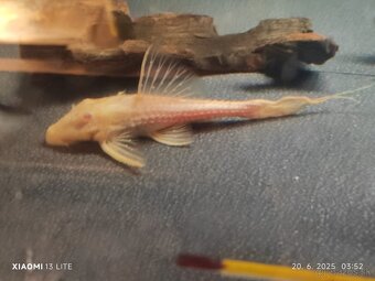 arapaima gigas /novy import 6-2025 - 10