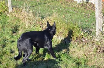 Krátkosrstá border kólia s PP - 10