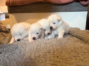 Samojed s PP - psík - 10