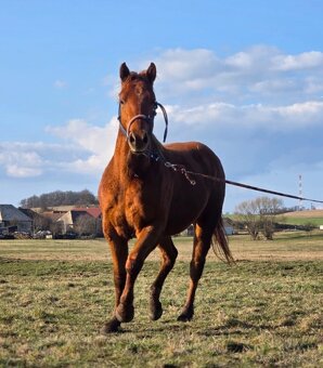 Quarter horse - 10