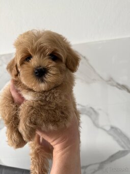 Maltipoo - 10