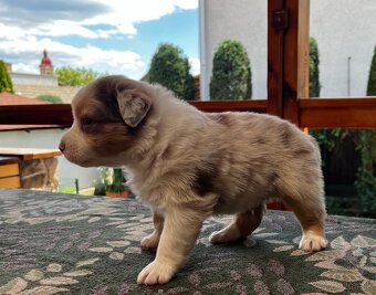 Australsky ovčiak - šteniatka bez PP. - 10