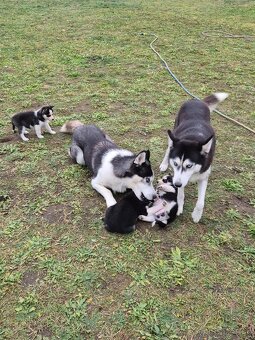 Sibírsky husky – šteniatka na predaj - 10