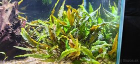 Rastliny do akvária, krevetky - 10