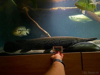 Predám akvárium komplet - 10