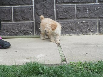 Pudel toy apricot white - 10