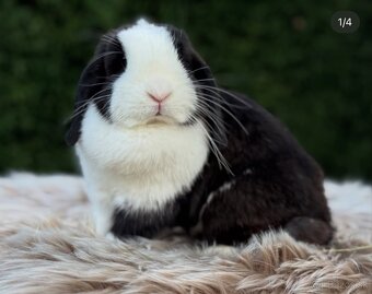 🩷🐰 MINILOP / ZAKRSLÝ KRÁLIK🐰🩷 - 10