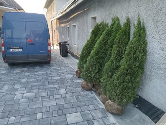 Tuja Smaragd, vavrínovec, červienka, gaštan - Poprad - 10