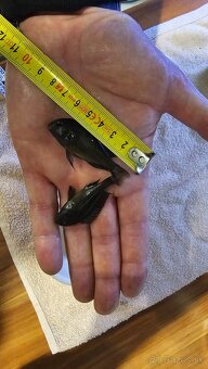 Tropheus Ikola F1 - 10