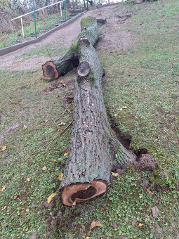 Orech kmeň guľatina priemer70cm - 30/35cm dlzka 7.8m + klaty - 10
