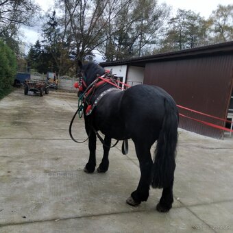 Sprzedam walacha karego - 10