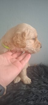 Goldendoodle po rodičoch s pp - 10