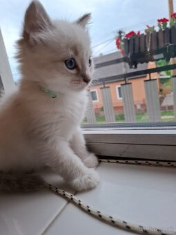Ragdoll mačiatka /mačičky aj kocúrikovia/ - 10