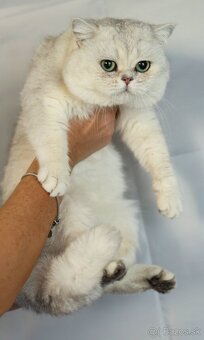 Britská krátkosrstá mačka - 10