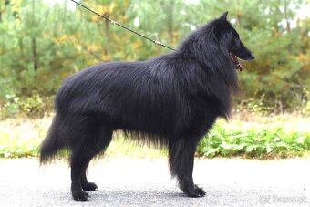 Belgický ovčiak groenendael FCI s PP po šampiónoch - 10