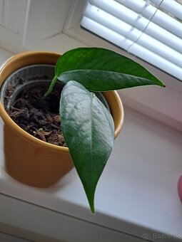 Krotón, pilea, tučnolist, cissus, monstera, osobný odber BA - 10