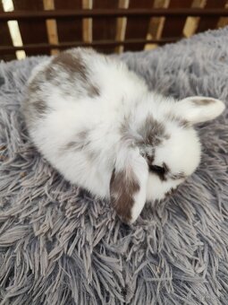 Minilop samička s VP - 10