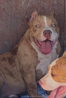American bully - 10