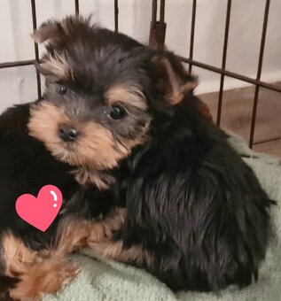 yorkshire terier - 10