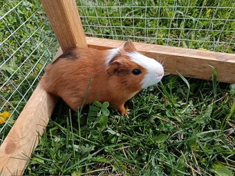 Predám morčatá - 10