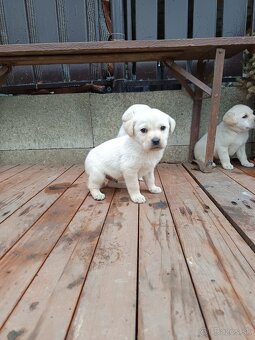 Labradorsky retriever - 10