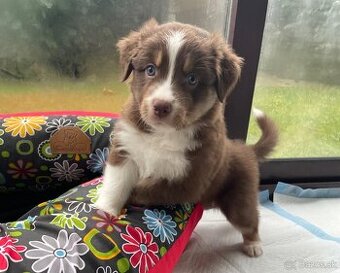 Australsky ovciak s PP - 10