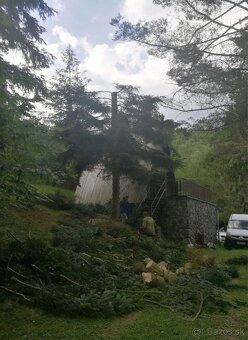 🌳 kosenie, orez / výrub stromov, ,odvoz 🌿 - 10