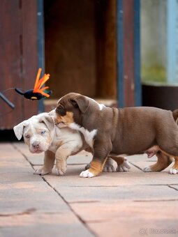 American Bully XL/XXL - 10