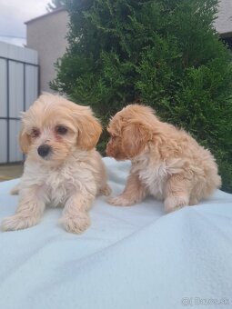 Maltipoo - 10
