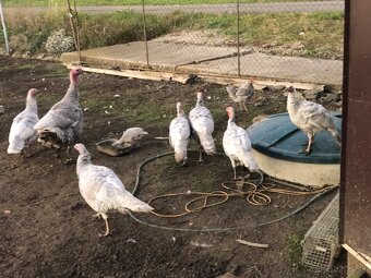 Morka Česká šedá bielolemovaná predaj - 10