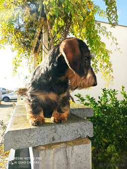 Jazvečík hrubosrstý trpasličí - králičí s PP - 10