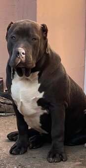 American Bully - 10