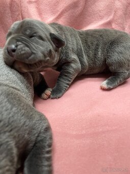 Cane Corso šteniatka - 10