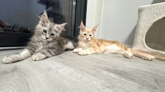 ELLIOT❣️Mainská Myvalia Maine Coon mačiatka - 10