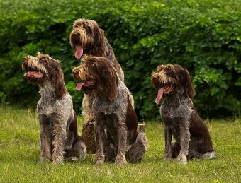 Taliansky spinone - 10