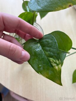 Izbové rastliny - pilea peperomioides a Epipremnum Divý Jano - 10