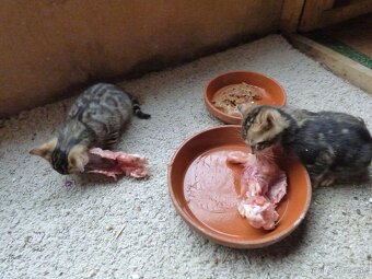 PONUKAM K ODBERU BENGALSKE MACIATKA - 10
