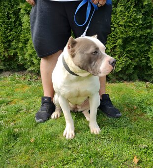 American Bully xl - 10