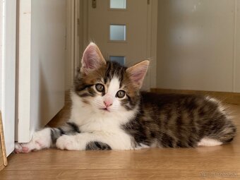 mačiatka Maine Coon/Nórska lesná + veľký domáci kocúr - 10